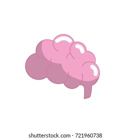 side brain human anatomy organ of inteligence