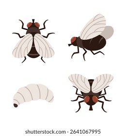 Side, front and top views of a pest fly. And fly larvae.