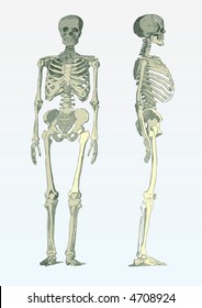 side and front view of a skeleton