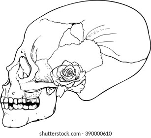 side look human skull with flower