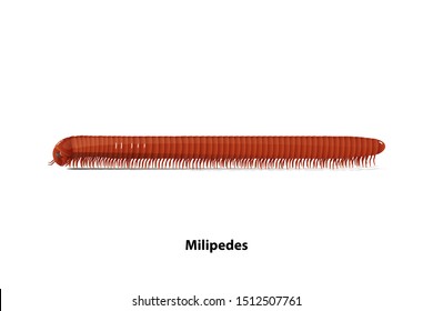 Side of the millipede vector on a white background Invertebrates and Herbivores.