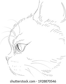 Side portrait of little cat in lines style