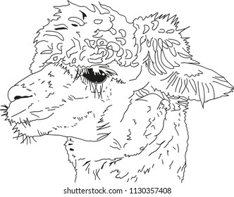 A side portrait of a Suri alpaca with crinkled coat hair. 
