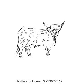 A side profile highland cow, drawn by hand in a sketchy style. Black and white illustration.