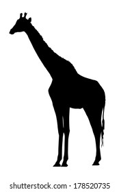 Side Profile Image of Large Giraffe Standing Silhouette