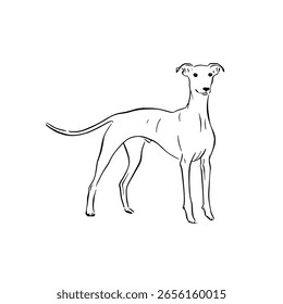 A side profile standing whippet. Hand drawn black and white dog