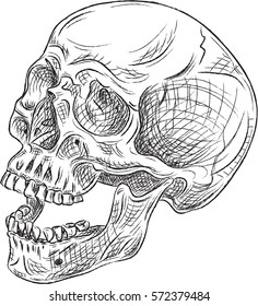 Side sketch skull isolated on white