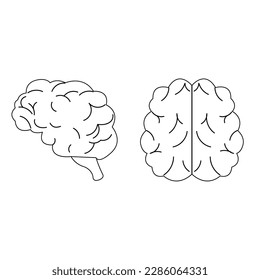 Side and top view of the outline brain in flat style