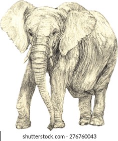Side view of African Elephant. High quality realistic vector isolated on white background. 