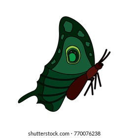 side view of beautiful monarch butterfly