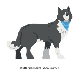 Side View of Border Collie Dog, Smart Shepherd Pet Animal with Black White Coat Cartoon Vector Illustration