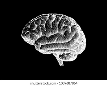 Side view brain engraving drawing in monochrome on black background