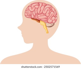 Side view of brain inside human head