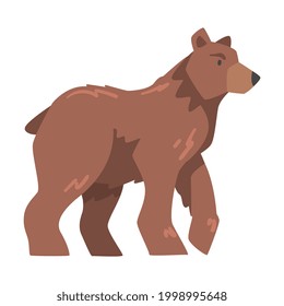 Side View of Brown Bear, Large Wild Predator Mammal Animal Cartoon Vector Illustration