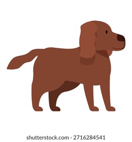 Vista lateral de um setter irlandês marrom em pé e olhando para longe, isolado no branco