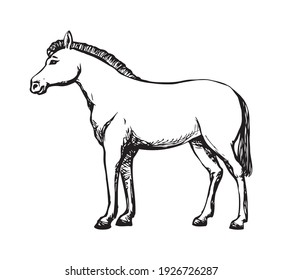 Side view cute old big funny african exotic safari ranch africa fauna body tail stand set. Black ink pen hand drawn logo emblem design. Fun retro art contour doodle print style light pencil text space