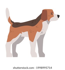 Side View of Cute Small Beagle Dog Pet Animal, Hunting Dog with Brown White Coat and Long Ears Beagle Cartoon Vector Illustration