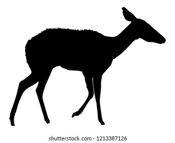 Side View Of Deer Isolated On White Background
