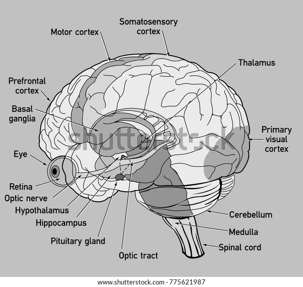 Human Brain Side View Diagram