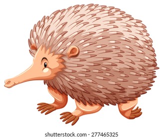Side view of an echidna on white background