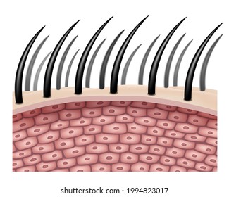 The side view enlarges the hair cells or follicles. for comparison in hair treatment. Realistic file.