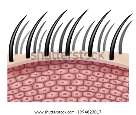 The side view enlarges the hair cells or follicles. for comparison in hair treatment. Realistic file.
