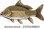 Side view example - Vector art study model of a common carp fish species.