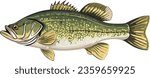 Side view example - Vector art study model of a largemouth bass fish species.