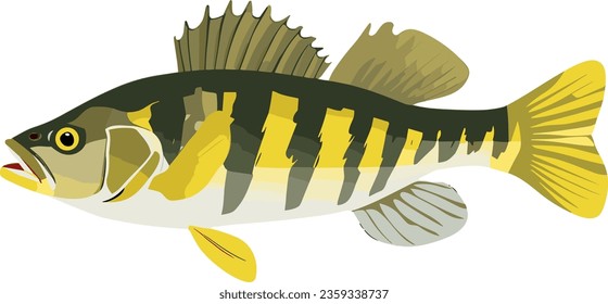 Side view example - Vector art study model of a striped yellow perch fish species.