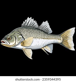 Side view example - Vector art study model of a white perch fish species.