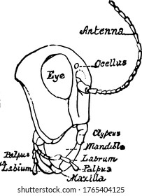 The side view of Grasshopper head, it consist of Ocellus, Compound eye, Antenna, Gena, Frons, Clypeus, Mandible, Labrum, Labium, and Pulps., vintage line drawing or engraving illustration. 