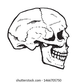 Side view of a hand-drawn human skull.