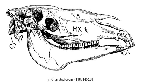 Side view of horse's skull like Parietal and frontal, vintage line drawing or engraving illustration.