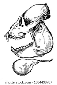 Side View of Howler Monkey have four sharp canines long teeth on skull on top and bottom of the jaw, vintage line drawing or engraving illustration.