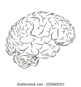 Vista lateral del cerebro humano en blanco y negro. El concepto de anatomía.