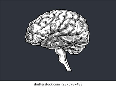 Ilustración de vectores de estilo de grabado de cerebro humano de vista lateral