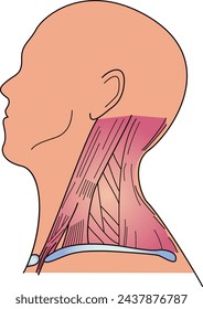 Vista lateral de la estructura muscular del cuello humano