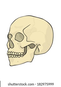 side view of a human skull with outline