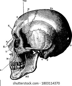 The side view of the human skull, with the parts labelled as, 'O', occipital bone; 'T', temporal bone; 'Pr', parietal bone; 'F', frontal bone; S'', sphenoid; 'Z', malar; 'Mx', maxilla; 'N', nasal;