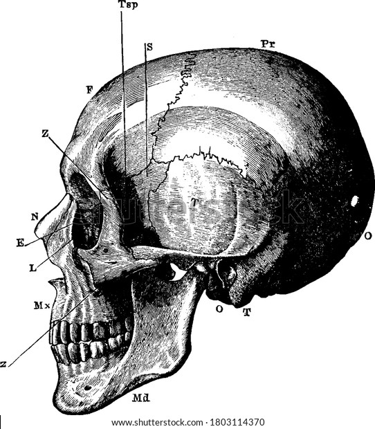 Side View Human Skull Parts Labelled Vetor Stock Livre De Direitos 1803114370 Shutterstock 1653