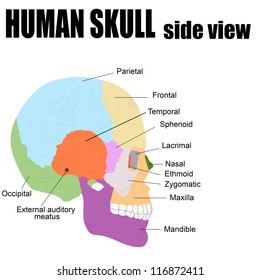 Side view of Human Skull, vector illustration (for basic medical education, for clinics & Schools)
