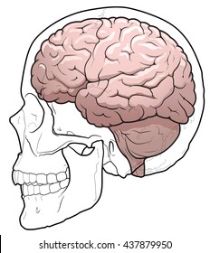 Side view illustration of a human brain in a skull.