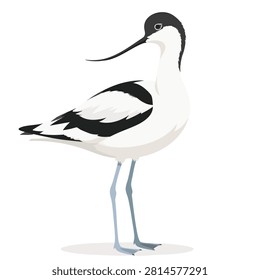 A side view illustration of a Pied Avocet with its distinctive black and white plumage and long curved beak on a white background