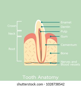 side view of incisor tooth anatomy structure including the bone and gum and detail word - dental cartoon vector flat style cute character for design
