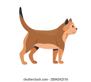 Side view of kitten isolated on white background. Realistic young cat standing and looking forward. Friendly kitty with tail raised up. Ginger feline animal walking. Flat vector illustration of pet
