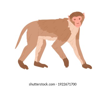 Side view of marmoset or macaque with brown hair. African monkey isolated on white background. Exotic jungle animal standing on all four limbs. Colored flat vector illustration