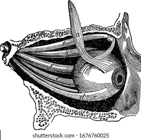 Side view of the muscles of the eye in their natural positions. Labels: a, b, c, d, the four straight muscles; e, the superior oblique muscle; and other, vintage line drawing or engraving illustration