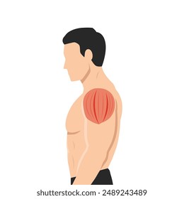 Side view of muscular man with shoulder muscle parts. Flat vector illustration isolated on white background