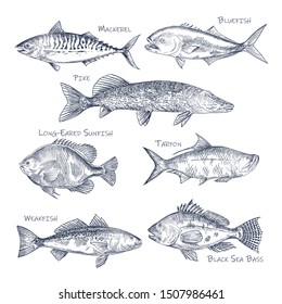 Side view on ocean and sea fish sketch. Set of isolated bluefish and mackerel, pike and long-eared sunfish, tarpon and weakfish, black sea bass. Underwater or river animal. Sport fishing trophy