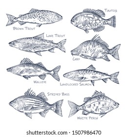 Side view on ocean and sea, river fish sketch. Set of isolated brown and lake trout, common carp and tautog, walleye and landlocked salmon.Restaurant menu and underwater wildlife. Fishing and nautical